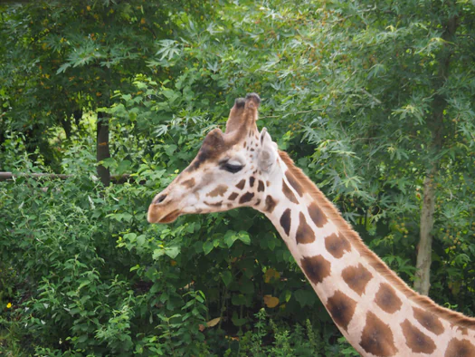 Pairi Daiza (Brugelette, Belgium)